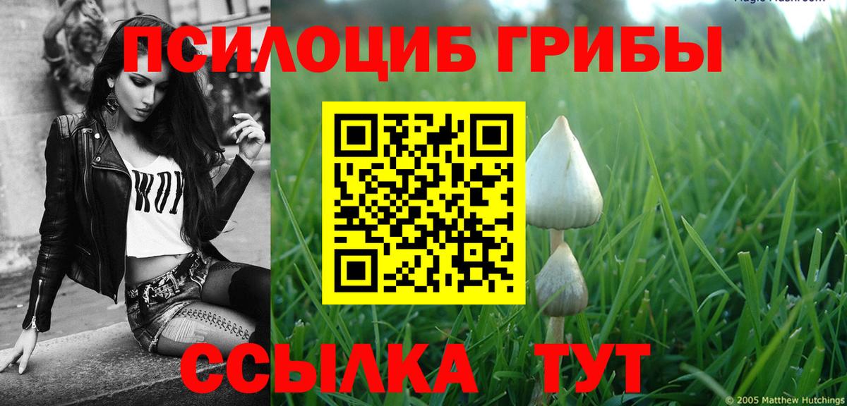 Калач-на-Дону  Псилоцибиновые грибы Psilocybine cubensis  Вход с VPN 